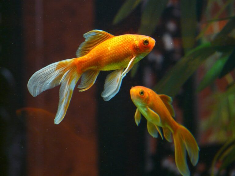 gouden-vissen