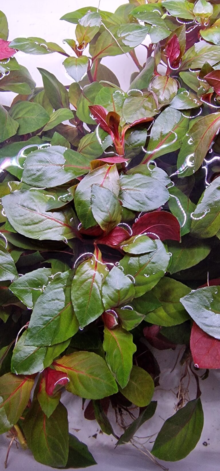 Ludwigia repens diamond red