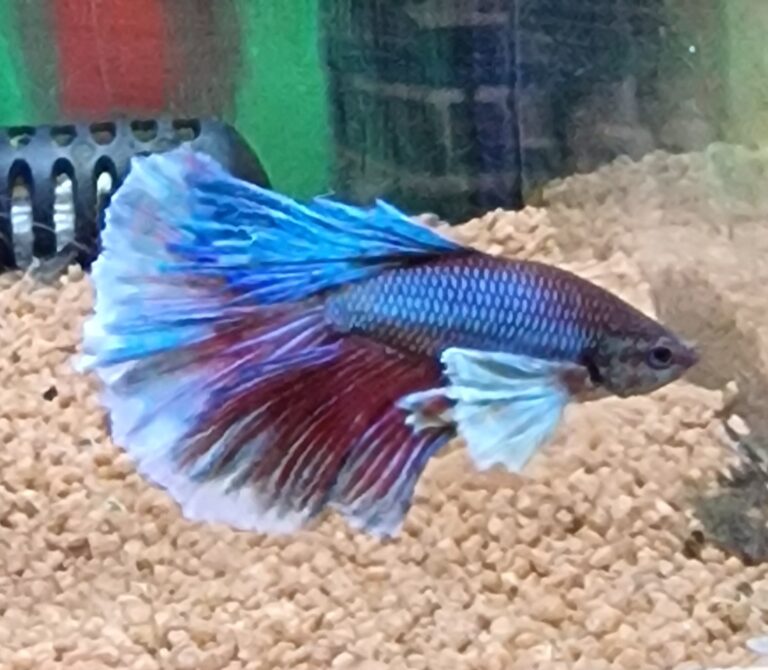 betta5