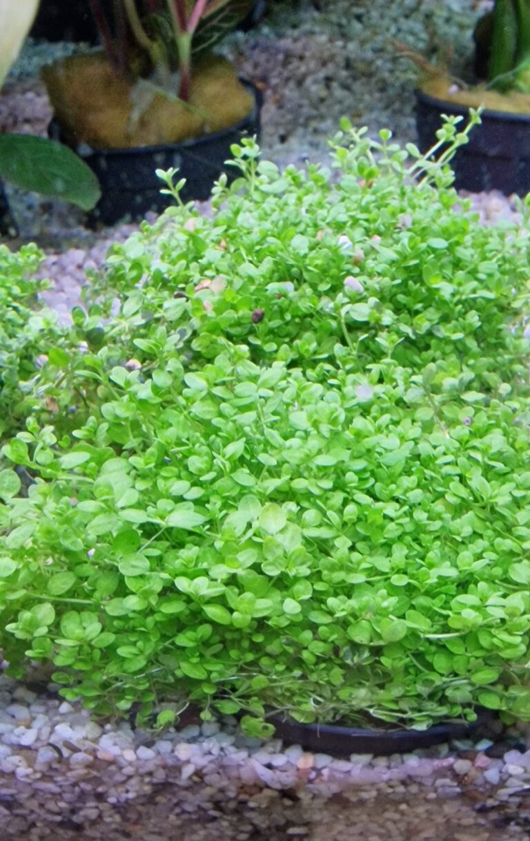 hemianthus